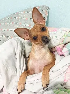 Name Chihuahua Dog Ahri