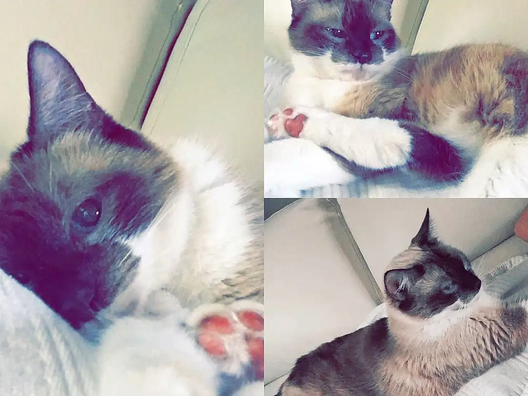 Cat, Siamese, Kitten, Whiskers