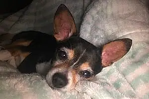Name Chihuahua Dog Chaco