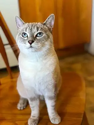 Name Cat Dori