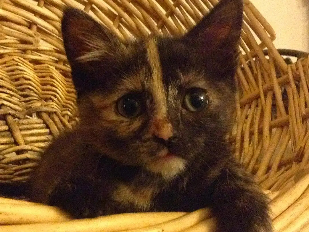 Cat, Whiskers, Kitten, European Shorthair, Domestic short-haired cat
