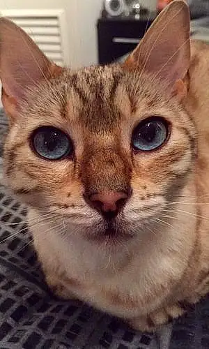Name Cat Cher
