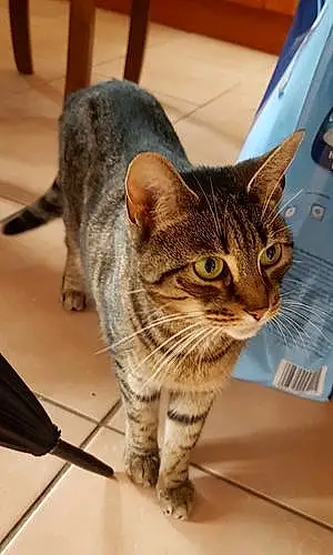 Name British Shorthair Cat Flossie