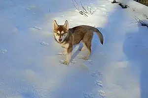 Name Alaskan Malamute Dog Evelyn