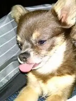 Name Chihuahua Dog Bambino