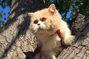 Name Persian Cat Chato