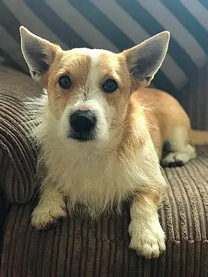 Name Jack Russell Dog Griff
