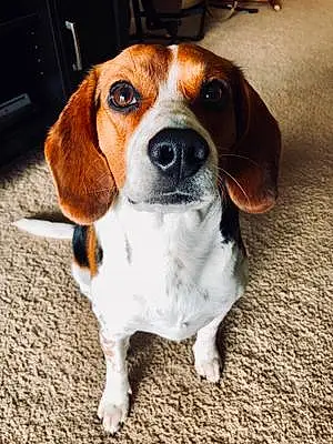 Name Beagle Dog Cabela