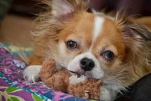 Name Chihuahua Dog Andre