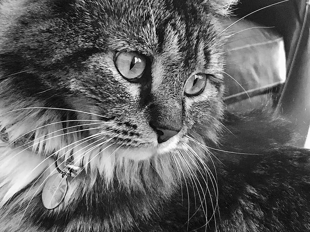 Cat, Black, Black and white, Whiskers, Black & White, Monochrome, Tabby cat, Domestic short-haired cat, Drawing, Sketch