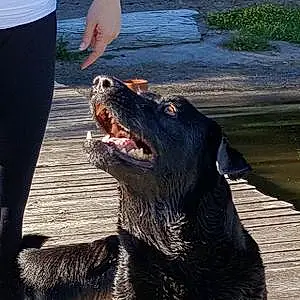 Name Labrador Retriever Dog Charger