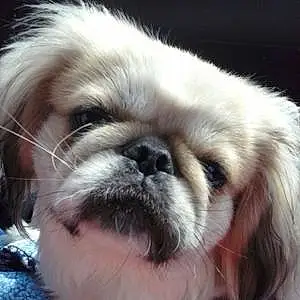 Name Pekingese Dog Fizzgig