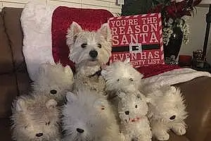 Name West Highland White Terrier Dog Finlay