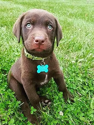 Name Labrador Retriever Dog Danger