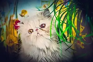 Name Persian Cat Gonzo