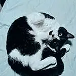 Head, Cat, Eyes, Leg, Human Body, Carnivore, Felidae, Whiskers, Small To Medium-sized Cats, Tail, Paw, Dog breed, Foot, Domestic Short-haired Cat, Furry friends, Claw, Window, Terrestrial Animal, Black & White, Water