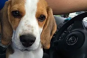 Name Beagle Dog Ellie-May