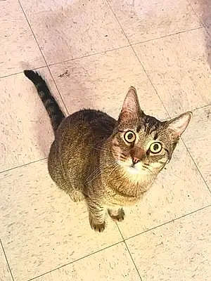 Name American Shorthair Cat Benji