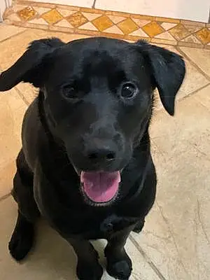 Name Labrador Retriever Dog Booker