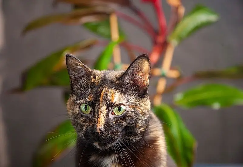 Cat, Plant, Carnivore, Houseplant, Felidae, Small To Medium-sized Cats, Whiskers, Terrestrial Plant, Flowerpot, Snout, Grass, Domestic Short-haired Cat, Furry friends, Terrestrial Animal, Plant Stem, Tree