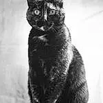 Cat, Eyes, Felidae, Carnivore, Black-and-white, Grey, Small To Medium-sized Cats, Whiskers, Window, Tail, Black cats, Black & White, Monochrome, Snout, Bombay, Paw, Domestic Short-haired Cat, Furry friends, Terrestrial Animal