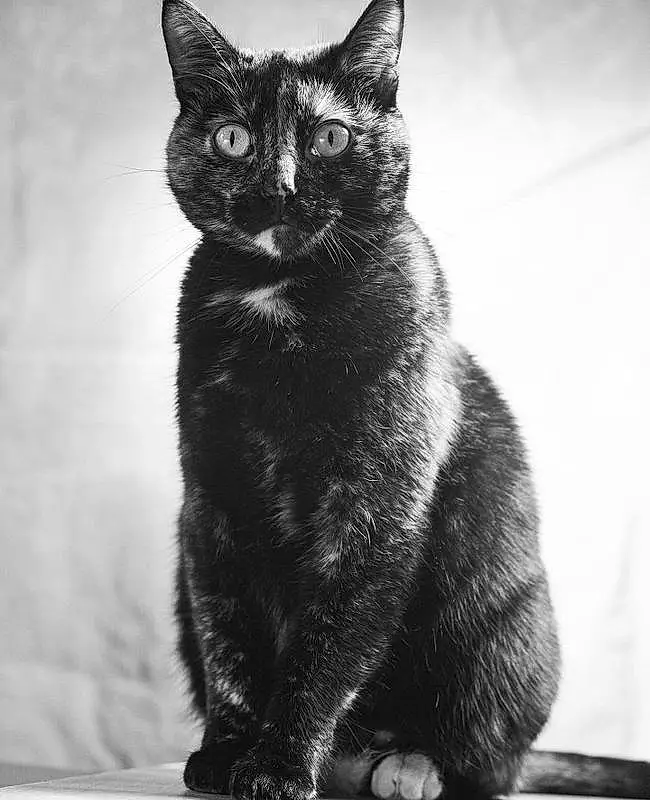 Cat, Eyes, Felidae, Carnivore, Black-and-white, Grey, Small To Medium-sized Cats, Whiskers, Window, Tail, Black cats, Black & White, Monochrome, Snout, Bombay, Paw, Domestic Short-haired Cat, Furry friends, Terrestrial Animal