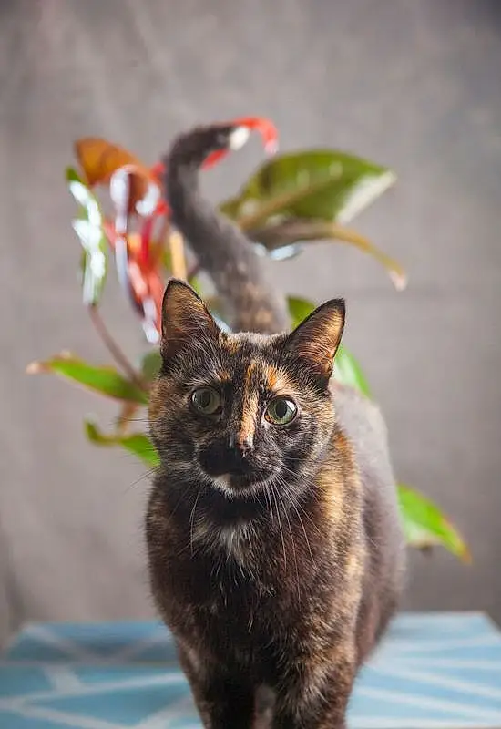 Cat, Plant, Carnivore, Felidae, Small To Medium-sized Cats, Flowerpot, Whiskers, Houseplant, Snout, Grass, Window, Tail, Furry friends, Domestic Short-haired Cat, Terrestrial Animal, Black cats, Art
