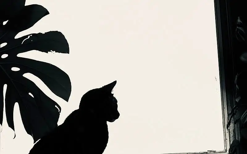 Cat, Black, Carnivore, Black-and-white, Sky, Felidae, Window, Tints And Shades, Small To Medium-sized Cats, Whiskers, Black & White, Monochrome, Stock Photography, Flowering Plant, Furry friends, Shadow, Backlighting, Domestic Short-haired Cat, Tail, Silhouette