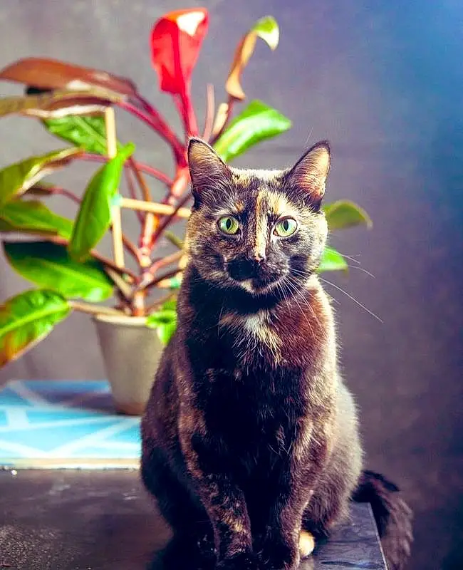 Cat, Plant, Flowerpot, Houseplant, Felidae, Carnivore, Whiskers, Small To Medium-sized Cats, Terrestrial Plant, Grass, Snout, Tail, Black cats, Window, Domestic Short-haired Cat, Furry friends, Terrestrial Animal, Paw, Tree, Plant Stem