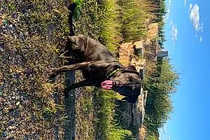 Forest Labrador Retriever Dog Copper