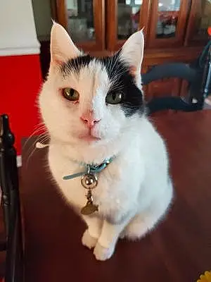 Name Tabby Cat Emerald