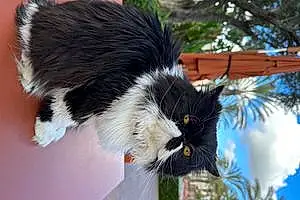 Name Persian Cat Cyrus