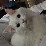 Cat, White, Whiskers, Domestic long-haired cat, Turkish Angora, Ragdoll, Persian, Birman, Domestic short-haired cat, Turkish Van, Norwegian Forest Cat