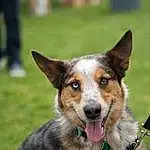 Dog, Dog breed, Australian Cattle Dog, German Shepherd Dog, Wolfdog, Saarloos Wolfdog