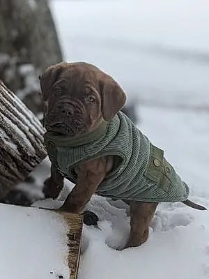 Winter Dogue De Bordeaux Dog Ludo