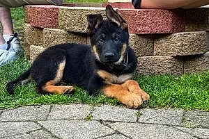 Name German Shepherd Dog Bruin