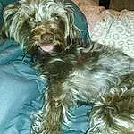 Dog, Carnivore, Liver, Dog breed, Dog Supply, Fawn, Companion dog, Toy Dog, Working Animal, Terrier, Small Terrier, Snout, Furry friends, Puppy love, Canidae, Biewer Terrier, Cockapoo, Yorkipoo, Poodle Crossbreed