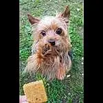 Dog, Dog breed, Carnivore, Liver, Companion dog, Grass, Fawn, Snout, Recipe, Hardtack, Tableware, Terrestrial Plant, Working Animal, Yorkshire Terrier, Water Dog, Canidae, Comfort Food, Furry friends, Toy Dog