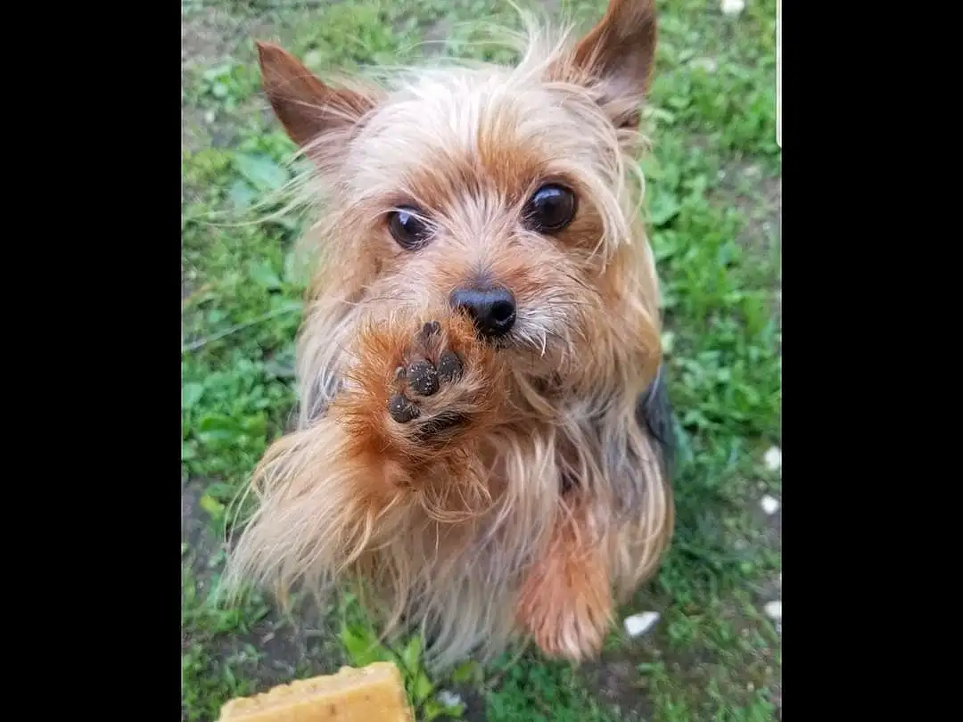 Dog, Dog breed, Carnivore, Liver, Companion dog, Grass, Fawn, Snout, Recipe, Hardtack, Tableware, Terrestrial Plant, Working Animal, Yorkshire Terrier, Water Dog, Canidae, Comfort Food, Furry friends, Toy Dog