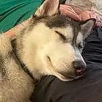 Dog, Dog breed, Sled Dog, Jaw, Carnivore, Whiskers, Companion dog, Fawn, Siberian Husky, Wolf, Comfort, Snout, Canidae, Canis, Furry friends, Paw, Terrestrial Animal, Tail