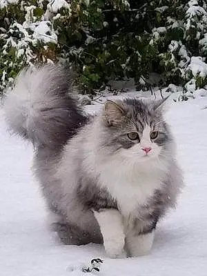 Name Siberian Cat Anakin