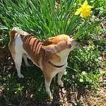 Dog, Plant, Carnivore, Grass, Flower, Fawn, Terrestrial Animal, Companion dog, Dog breed, Tail, Terrestrial Plant, Working Animal, Canidae, Non-sporting Group