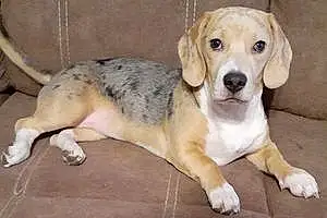 Name Beagle Dog Cassie