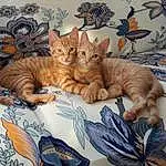 Cat, Blue, Comfort, Felidae, Textile, Carnivore, Small To Medium-sized Cats, Whiskers, Fawn, Bed, Linens, Bedding, Furry friends, Domestic Short-haired Cat, Room, Paw, Bed Sheet, Nap, Tail, Cushion
