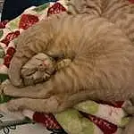 Cat, Felidae, Comfort, Carnivore, Small To Medium-sized Cats, Whiskers, Fawn, Snout, Furry friends, Tail, Event, Paw, Linens, Domestic Short-haired Cat, Claw, Wool, Bombay, Nap, Cat Bed, Wrinkle