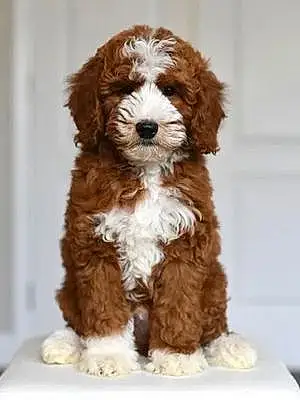 Name Goldendoodle Dog Baron