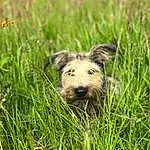 Dog, Plant, Dog breed, Carnivore, Grass, Natural Landscape, Companion dog, Grassland, Snout, Terrestrial Animal, Terrestrial Plant, Prairie, Terrier, Pasture, Small Terrier, Canidae, Herbaceous Plant, Steppe, Sedge Family