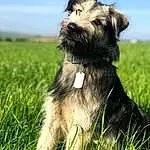Dog, Dog breed, Carnivore, Sky, Liver, Grass, Companion dog, Fawn, Snout, Grassland, Terrier, Tail, Working Animal, Dog Supply, Small Terrier, Prairie, Canidae, Dog Collar, Cloud
