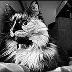 Eyes, Cat, Window, Felidae, Carnivore, Black-and-white, Small To Medium-sized Cats, Style, Whiskers, Black & White, Monochrome, Snout, Paw, Domestic Short-haired Cat, Stock Photography, Furry friends, Tail, Palm Tree, Claw
