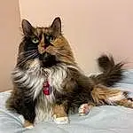 Cat, Carnivore, Whiskers, Fawn, Felidae, Small To Medium-sized Cats, Snout, Terrestrial Animal, Paw, Furry friends, Claw, Foot, Sitting, Tail, Box, Domestic Short-haired Cat, Siberian, Comfort